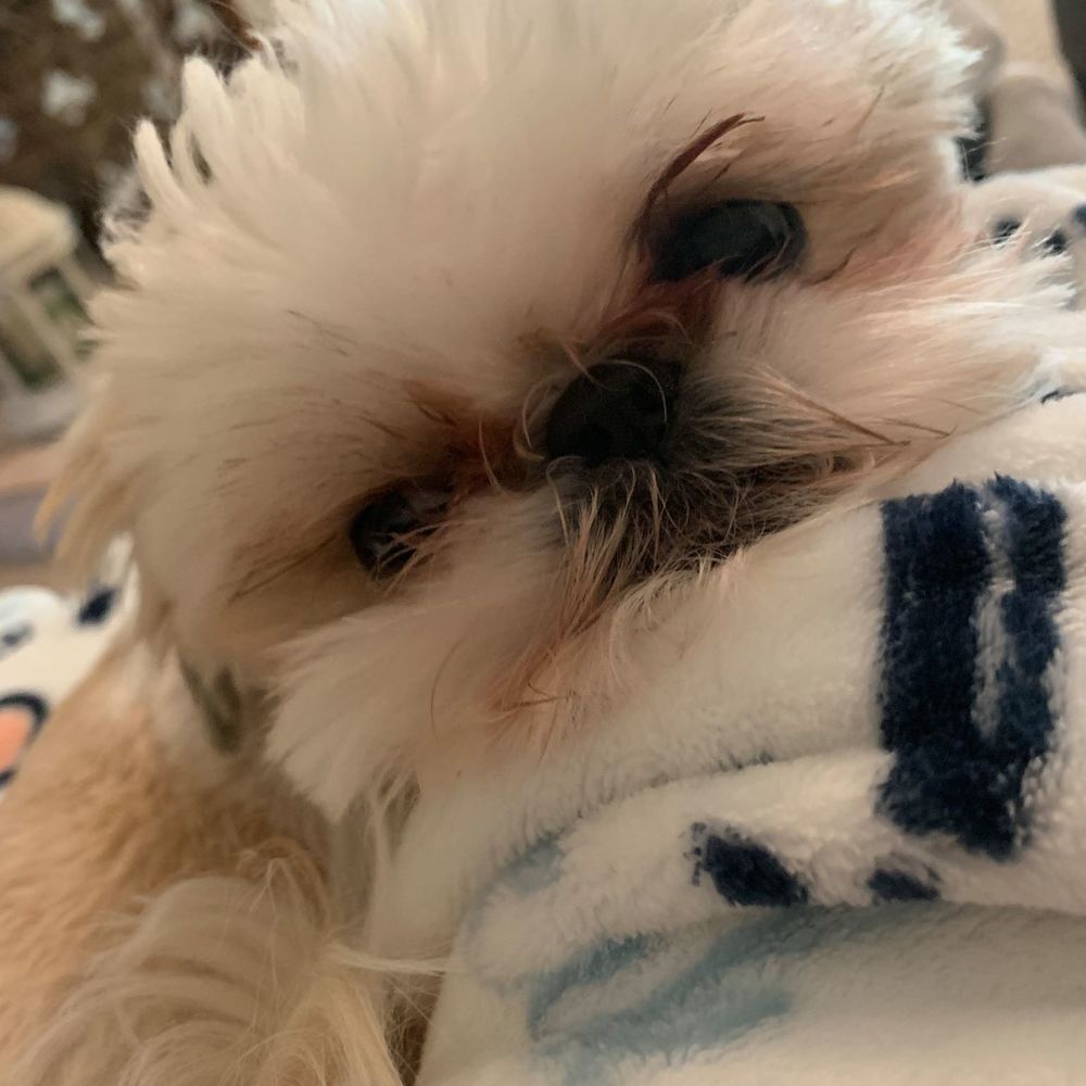 Meet your Posher, Holly